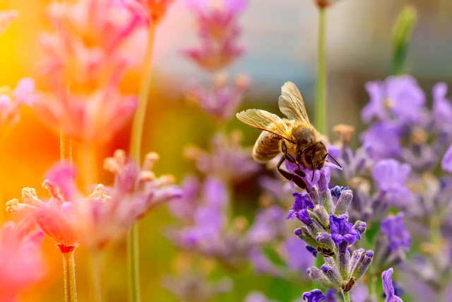 Bienen-Prinzip bei BIONADE Vorbild für das Bienen-Prinzip ist die Honigproduktion