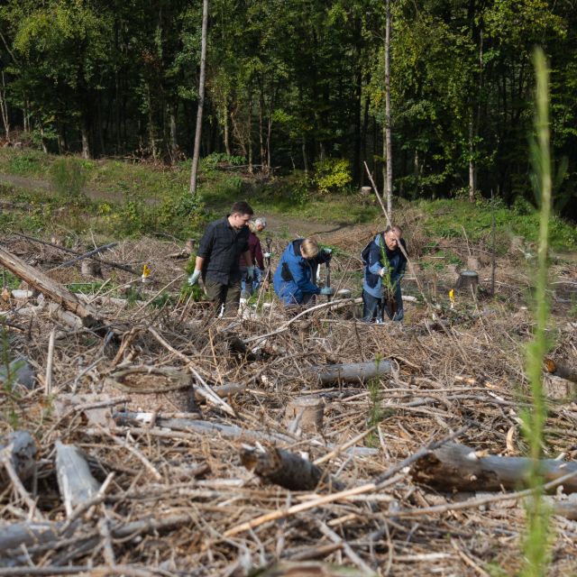 profagus Baumpflanzaktion Waldstueck