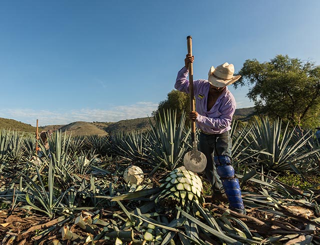Ernte der Blauen Weber-Agave für Tequila (1) Mexikanischer Farmer erntet das Herz der Blauen Weberagave