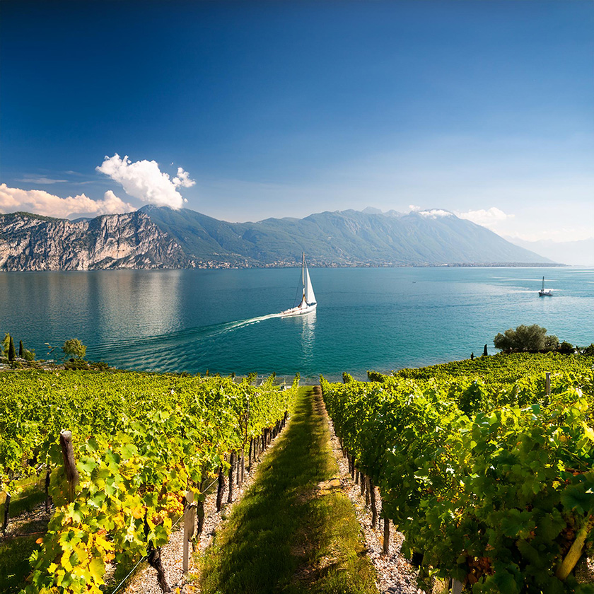 Weine vom Gardasee: Passione del Lago Weine vom Gardasee: Passione del Lago