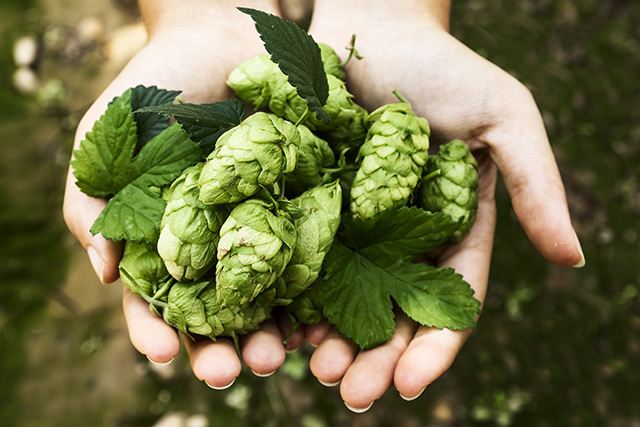 Naturhopfen für Zipfer Märzen (1) Hände halten frisch geernteten Naturhopfen.