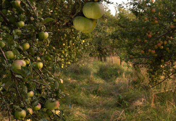 Apfelernte auf einer Streuobstwiese mit OSTMOST (2) Streuobstwiese kurz vor der Ernte