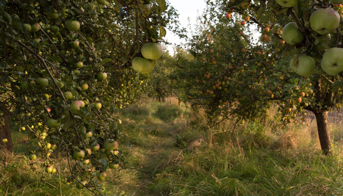Apfelernte auf einer Streuobstwiese mit OSTMOST (3) Eine Streuobstwiese in Philadelphia (in der Nähe vom Brandenburgischen Storkow)