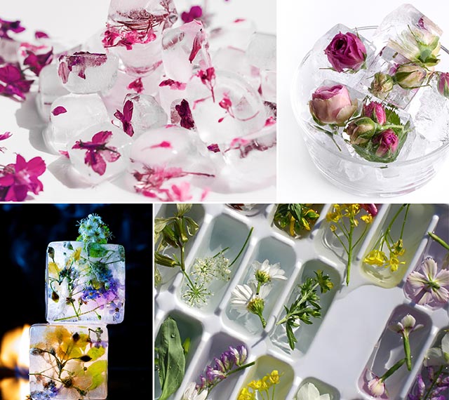 Eiswürfel mit Blumen machen Mit essbaren Blüten lassen sich besonders abwechslungsreiche Eiswürfel machen