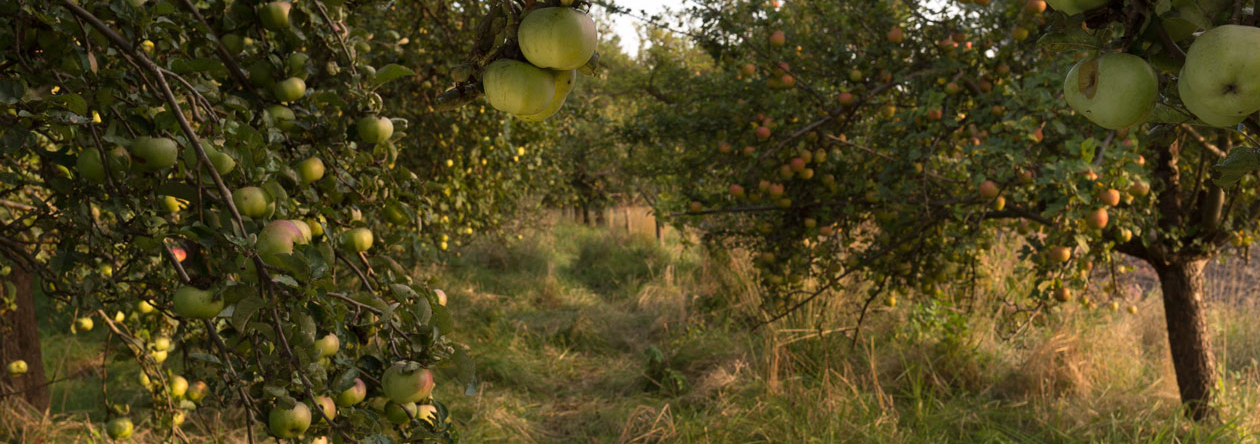 Eine Streuobstwiese in Philadelphia (in der Nähe vom Brandenburgischen Storkow)