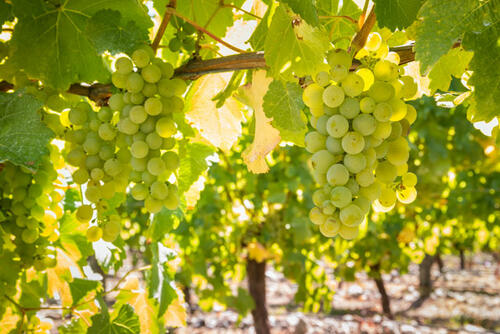 Sauvignon Blanc stammt aus dem Loire-Tal, ist aber mittlerweile auch in Neuseeland, Chile und Südafrika eine beliebte Rebsorte.