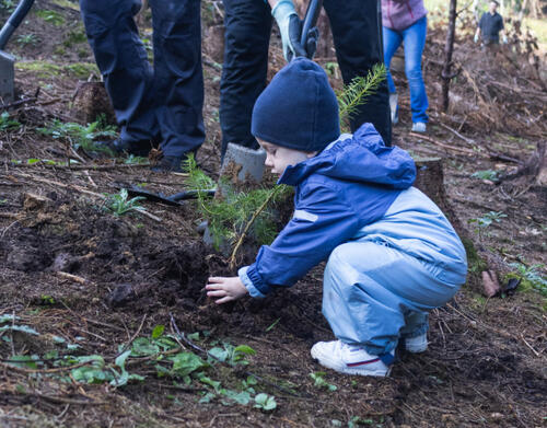 profagus Baumpflanzaktion Kind pflanzt Steckling