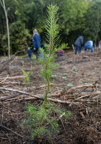 profagus Baumpflanzaktion Steckling