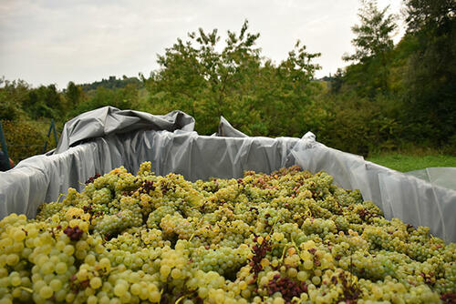 Frühreife Sorten werden für die Herstellung von Federweißer genutzt