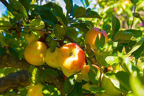 Äpfel auf einer Streuobstwiese im Herbst, kurz vor der Ernte