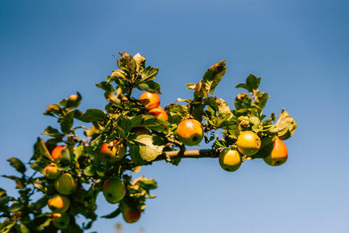 Streuobstwiese mit Blick in den Himmel