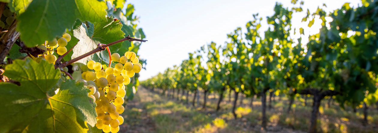 Es gibt Schätzungen zu Folge mehr als 10.000 Rebsorten auf der Welt.