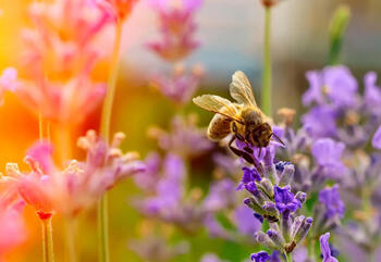 Vorbild für das Bienen-Prinzip ist die Honigproduktion