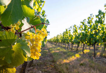 Es gibt Schätzungen zu Folge mehr als 10.000 Rebsorten auf der Welt.