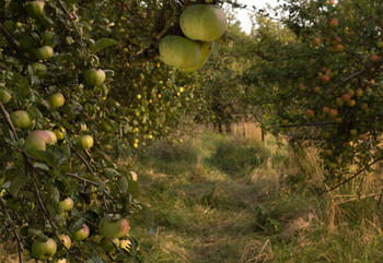 Streuobstwiese kurz vor der Ernte